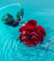 red rose flower on body of water free