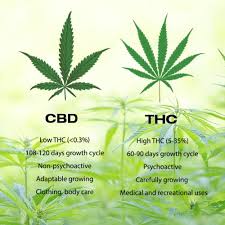 The patron saint of epilepsy. The Difference Between Cbd And Thc First Crop