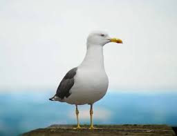 11 surprising seagull facts about these