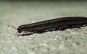 Millipede Identification Control And