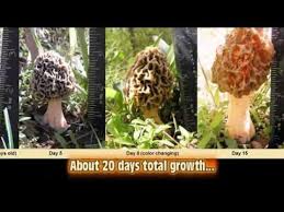 The Life Cycle Of A Morel Mushroom