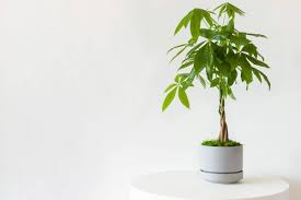 A forum for offering trees for sale. Where To Buy Money Tree Plants 9 Best Delivery Options Petal Republic