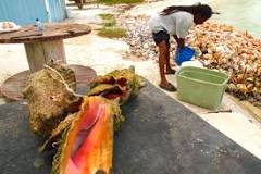 What is the worm in conch?