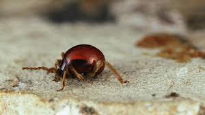 Kleine braune fliegende käfer in der wohnung versuchen sie, die kleineren raum effizienter zu nutzen, indessen sie alle die zutaten platzie. Kleidermotten Pelzkafer Und Co So Schutzen Sie Ihre Kleidung