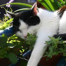 Plant A Herb Garden For Your Pets