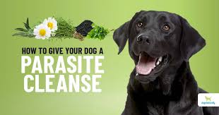 how to give your dog a parasite cleanse