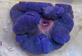 purple carpet anemone
