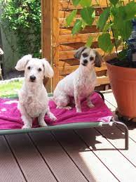 Auf couch gesucht finden sie über 1.000 hunde, die ein neues zuhause suchen. 2 Kleine Hunde Suchen Eine Neues Zuhause In Eschweiler Hunde Kostenlose Kleinanzeigen Bei Quoka De