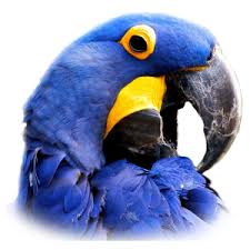 Everything You Need To Know About Hyacinth Macaw Or The Blue