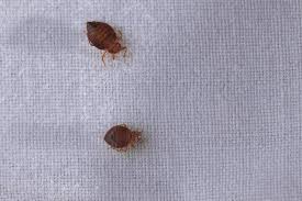 bed bugs in your car