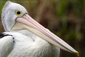 Image result for Australian Pelican Pelecanusconspicillatus