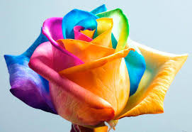 Download and use 100,000+ beautiful flowers stock photos for free. Rare Flower Rainbow Roses Real Thunderscloud