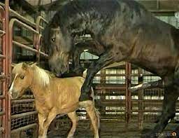 Gigantic black stallion nicely pounds a miniature pony