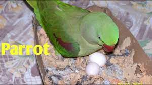 parrot hatching eggs how to make