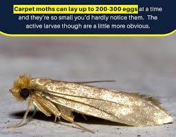 1 pest control for moths how to get