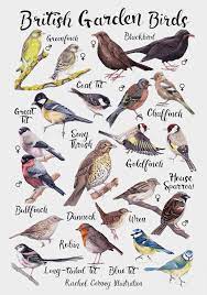 british garden birds poster rachel
