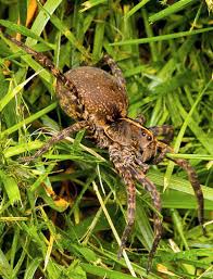 How To Get Rid Of Wolf Spiders And