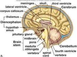 Right The Brain Structures And Functions Chart Brain