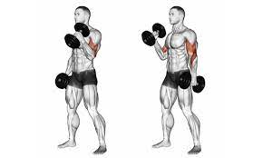 the best bicep exercises for building