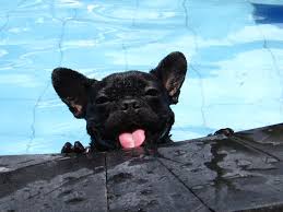 There are 37 bulldog swimming for sale on etsy, and they cost $44.89 on average. Swimming Frenchie French Bulldog Bulldog Cute Animals