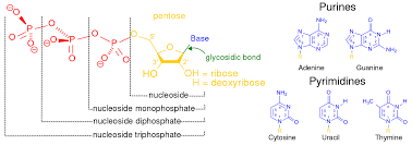 Nucleic Acid Metabolism Wikipedia