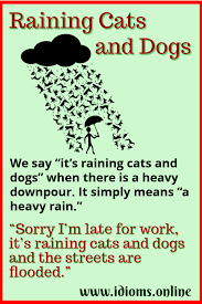 Cat in the rain, i said to myself as i saw a cat walking in the rain, trying to find a place to hide. Raining Cats And Dogs Idioms Online