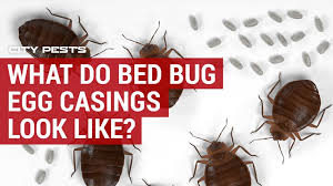 what do bed bug egg casings look like