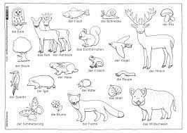 Hier findet ihr kostenlose ausmalbilder und malvorlagen zum thema waldtiere. Wald Tiere Pflanzen Wald Grundschule Tiere Ausmalbilder Tiere