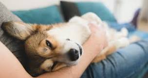 do-dogs-understand-cuddling
