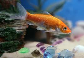 watonai goldfish pictures size care
