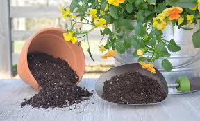 best potting soil for your plants the