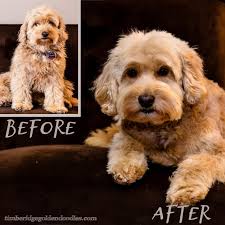 Were getting a goldendoodle puppy in just a few weeks. Goldendoodle Grooming Timberidge Goldendoodles