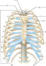 Interactive tutorials about the ribs and sternum bones, with labeled images and diagrams featuring the beautiful illustrations of getbodysmart. Procedure B The Thoracic Cage Human Anatomy Guws Medical