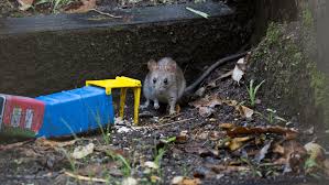 We asked the experts to find out the most effective ways to get rid of rats in your home. How To Get Rid Of Rats And Mice Around The House