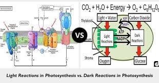 dark reactions in photosynthesis