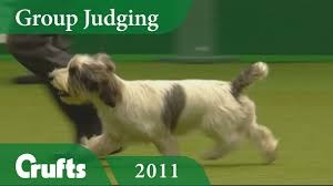 They are very inactive indoors but outdoors they the brush removes dead hairs that would otherwise end up on your floor, furniture and clothing. Petit Basset Griffon Vendeen Wins Hound Judging At Crufts 2011 Crufts Dog Show Youtube