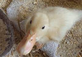 Raise Ducklings More Naturally In A Brooder
