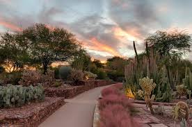desert botanical garden in arizona
