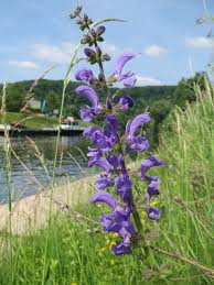 Salvia pratensis - Wikipedia