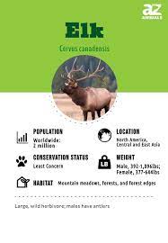 elk facts cervus canadensis