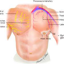 The chest anatomy includes the pectoralis major pectoralis minor and the serratus anterior. Diagram Illustrating The Male Chest With Its Associated Arteries Download Scientific Diagram