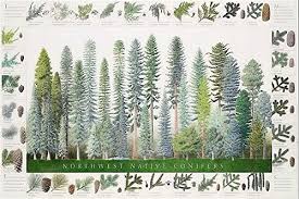 Northwest Native Conifers Poster And Identification Chart