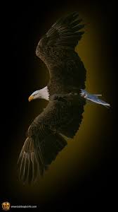 Eagle Android Wallpapers - Wallpaper Cave