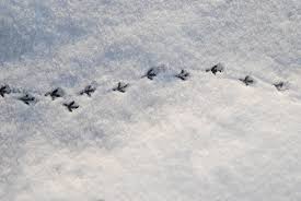 Spuren im schnee sind oft deutlich zu erkennen. Tiere Im Schnee Erkennst Du Diese Tierischen Fussspuren Watson