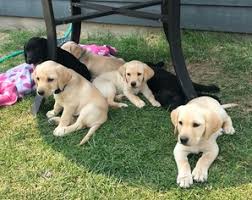 Rights managed white background dogs image. View Ad Labrador Retriever Litter Of Puppies For Sale Near California Ladera Ranch Usa Adn 90121