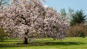 best flowering trees 8 beautiful