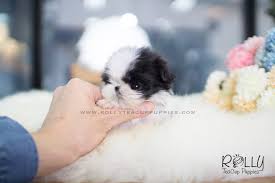 Shih tzu's have a sweet air of royalty about them. Oreo Shih Tzu M Rolly Pups Inc