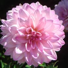 Image result for pink flower