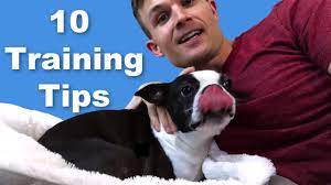 10 boston terrier dog training tips