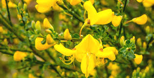 Soluzioni per la definizione *una pianta con i fiori gialli a grappolo* per le parole crociate e altri giochi enigmistici come codycross. Cytisus Guida Alla Coltivazione